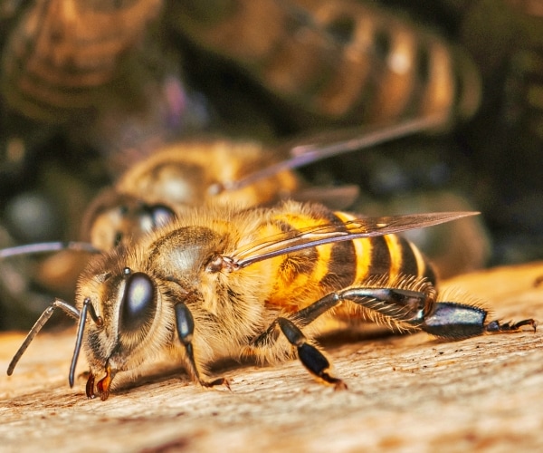 Melania Trump Growing WH Honey Program With New Hive