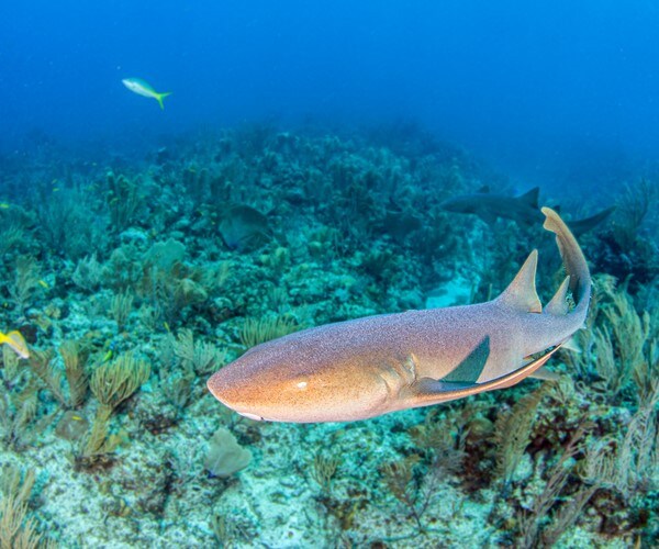Colorado Teen Loses Leg in Shark Attack off Belize