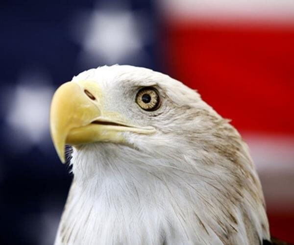 Biden Makes the Bald Eagle Official US National Bird