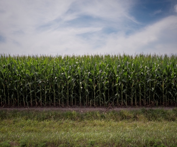 US Farmers Rush to Sell Crops as Iran War Fuels Rally