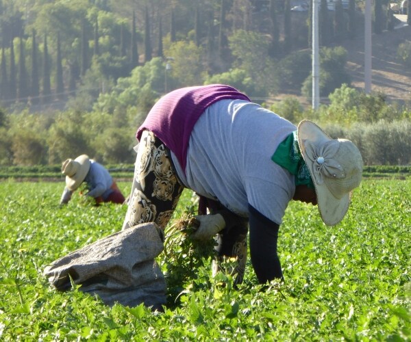 California Farmers Brace for Mass Deportations
