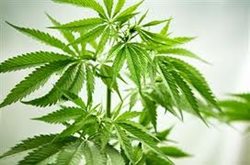 medical marijuana, states, federal, Obama