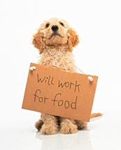 cute puppies for sale